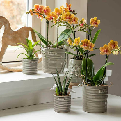 Phalaenopsis Oranje Orchidee - ↕35cm - Ø9 - Sierplantenshop
