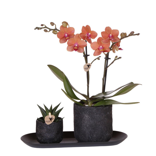 Phalaenopsis Oranje Orchidee Bolzano en Succulent incl. keramieken sierpotten op zwart dienblad - ↕35cm - Sierplantenshop