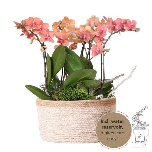 Phalaenopsis Oranje Orchidee in Katoenen Mand met Waterreservoir - ↕35cm - Ø9 - Sierplantenshop