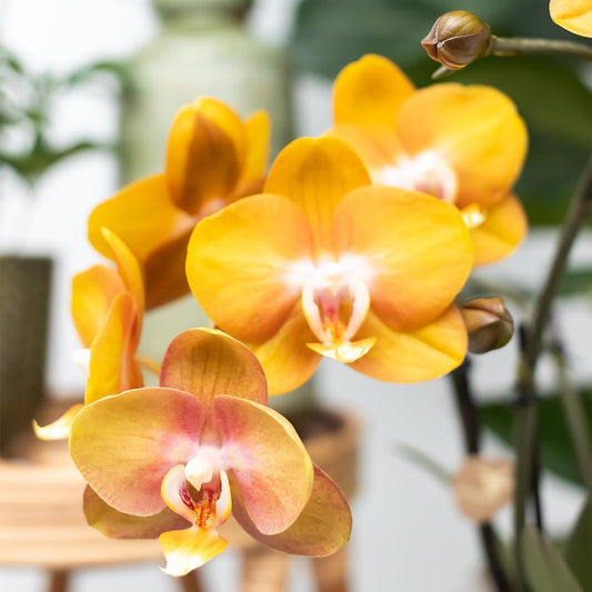 Phalaenopsis Oranje orchidee Las Vegas in gouden Groove sierpot - ↕35cm - Ø9 - Sierplantenshop