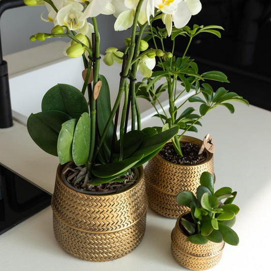 Phalaenopsis Oranje orchidee Las Vegas in gouden Groove sierpot - ↕35cm - Ø9 - Sierplantenshop