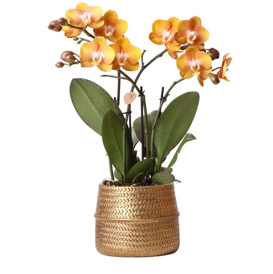 Phalaenopsis Oranje orchidee Las Vegas in gouden Groove sierpot - ↕35cm - Ø9 - Sierplantenshop