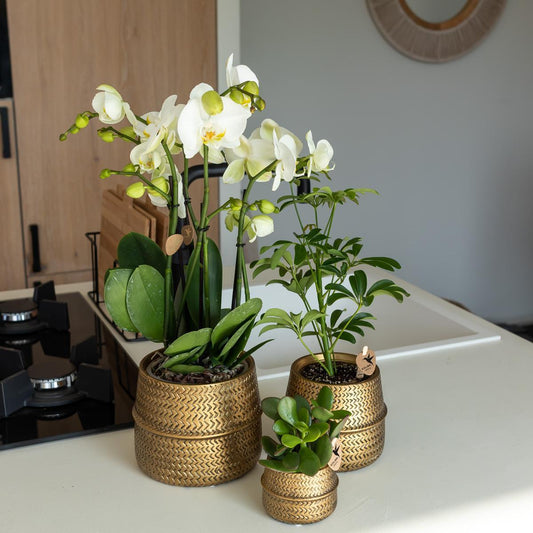 Phalaenopsis Oranje orchidee Las Vegas in gouden Groove sierpot - ↕35cm - Ø9 - Sierplantenshop