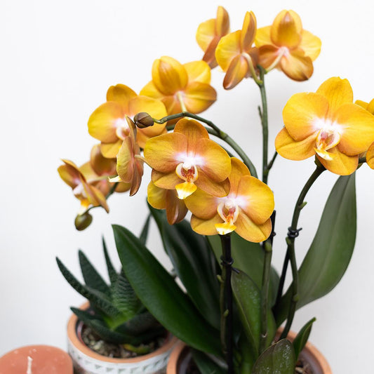 Phalaenopsis Oranje orchidee Las Vegas in gouden Groove sierpot - ↕35cm - Ø9 - Sierplantenshop