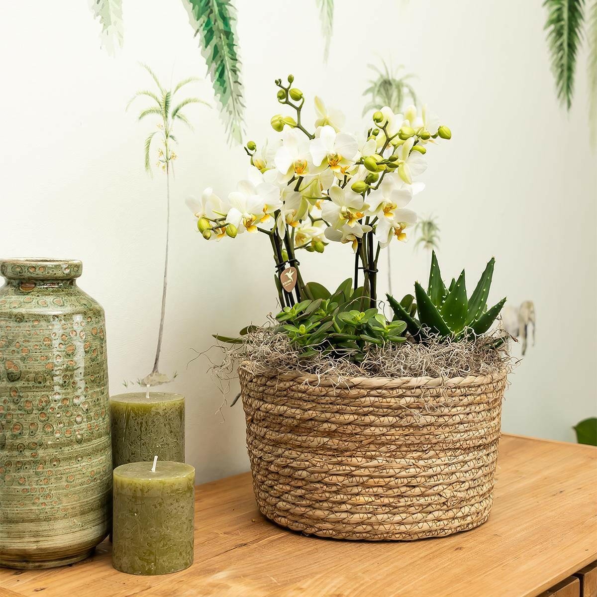 Phalaenopsis Oranje Orchideeën Set in Elegante Reed Basket - ↕35cm - Ø9 - Sierplantenshop