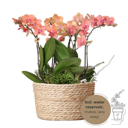 Phalaenopsis Oranje Orchideeën Set in Elegante Reed Basket - ↕35cm - Ø9 - Sierplantenshop