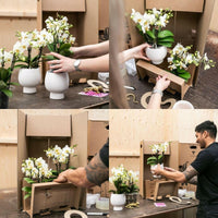 Phalaenopsis Orchideeën Set - Andorra - Rieten Mand | Drie Roze Orchideeën en - ↕35cm - Ø9 - Sierplantenshop
