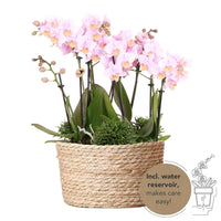 Phalaenopsis Orchideeën Set - Andorra - Rieten Mand | Drie Roze Orchideeën en - ↕35cm - Ø9 - Sierplantenshop
