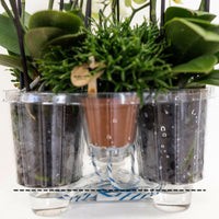 Phalaenopsis Orchideeën Set - Andorra - Rieten Mand | Drie Roze Orchideeën en - ↕35cm - Ø9 - Sierplantenshop