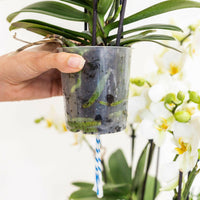 Phalaenopsis Orchideeën Set - Andorra - Rieten Mand | Drie Roze Orchideeën en - ↕35cm - Ø9 - Sierplantenshop