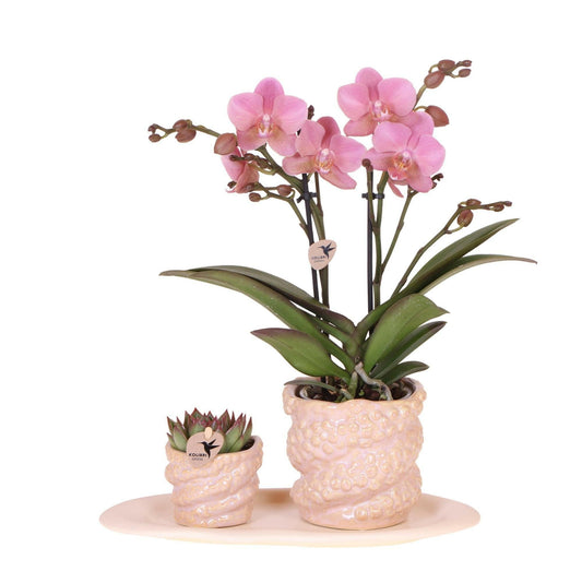 Phalaenopsis oudroze orchidee in Octopus pink sierpotten op wit organisch dienblad - ↕35cm - Ø9 - Sierplantenshop