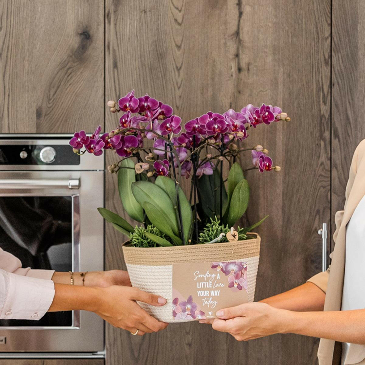 Phalaenopsis Paarse Morelia in Katoenen Mand Drie Prachtige Orchideeën ↕35cm - Ø9 - Sierplantenshop