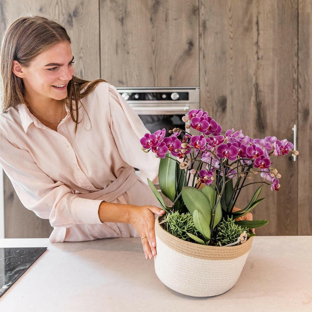Phalaenopsis Paarse Morelia in Katoenen Mand Drie Prachtige Orchideeën ↕35cm - Ø9 - Sierplantenshop