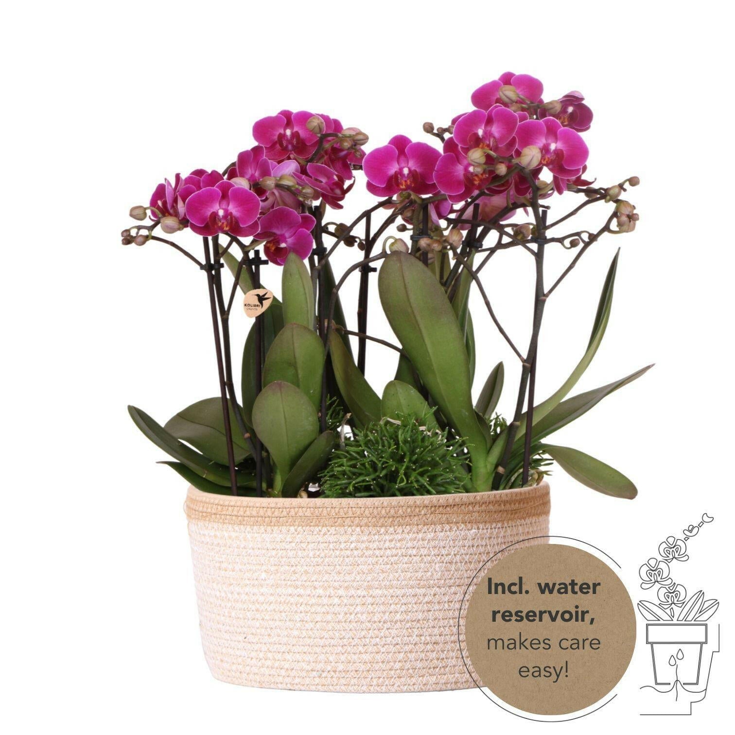 Phalaenopsis Paarse Morelia in Katoenen Mand Drie Prachtige Orchideeën ↕35cm - Ø9 - Sierplantenshop