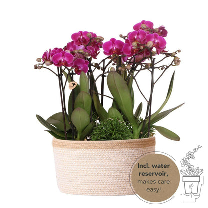Phalaenopsis Paarse Morelia in Katoenen Mand Drie Prachtige Orchideeën ↕35cm - Ø9 - Sierplantenshop