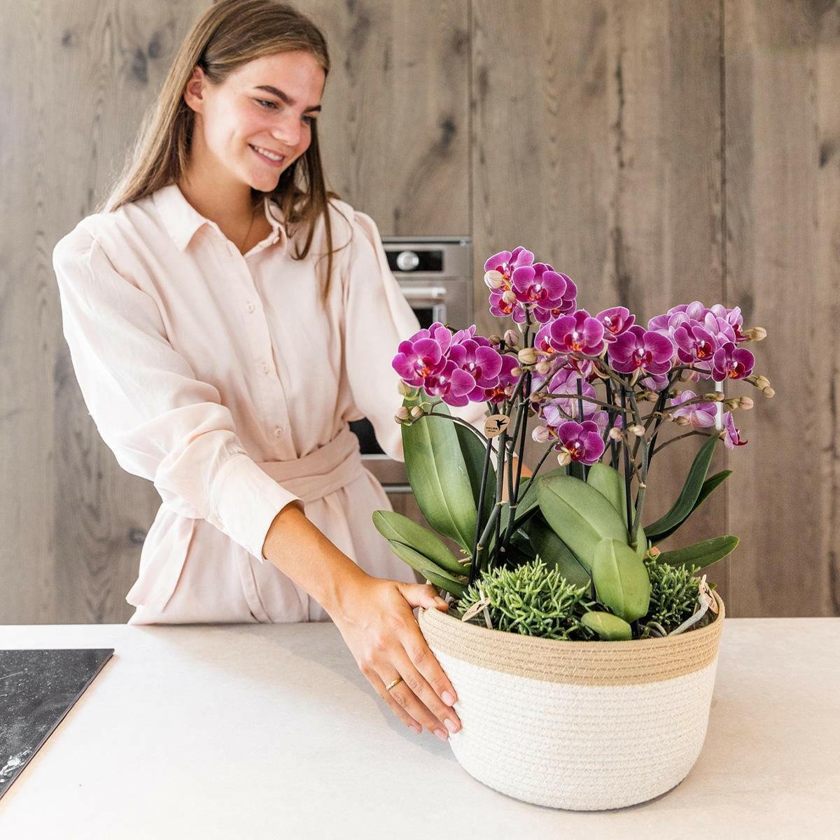 Phalaenopsis Paarse Morelia in Katoenen Mand Drie Prachtige Orchideeën ↕35cm - Ø9 - Sierplantenshop