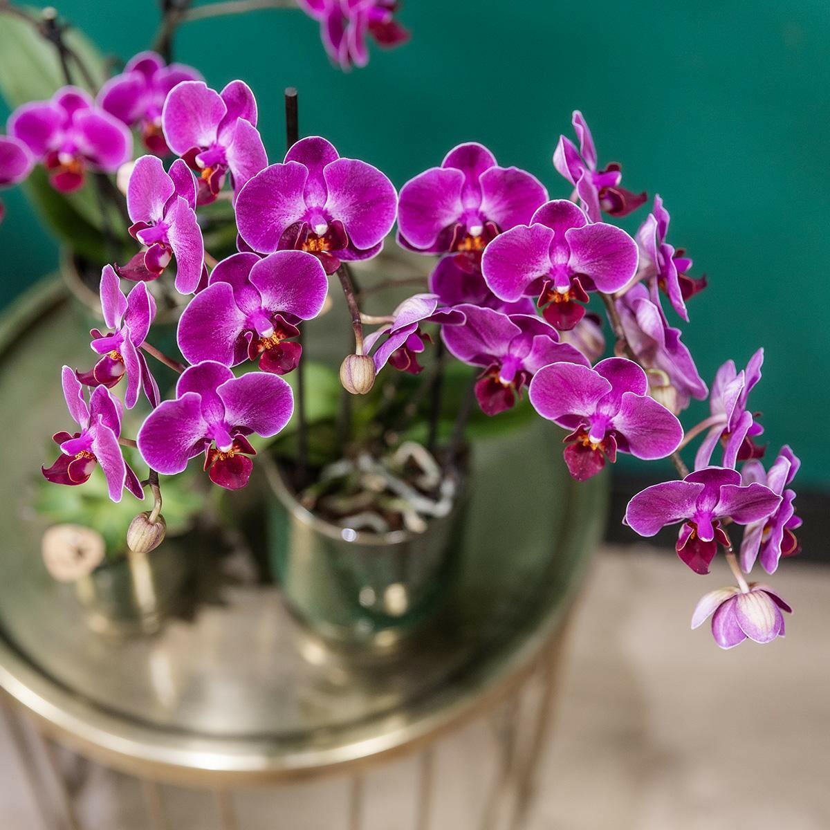 Phalaenopsis Paarse Orchidee Morelia - ↕35cm - Ø9 - Sierplantenshop