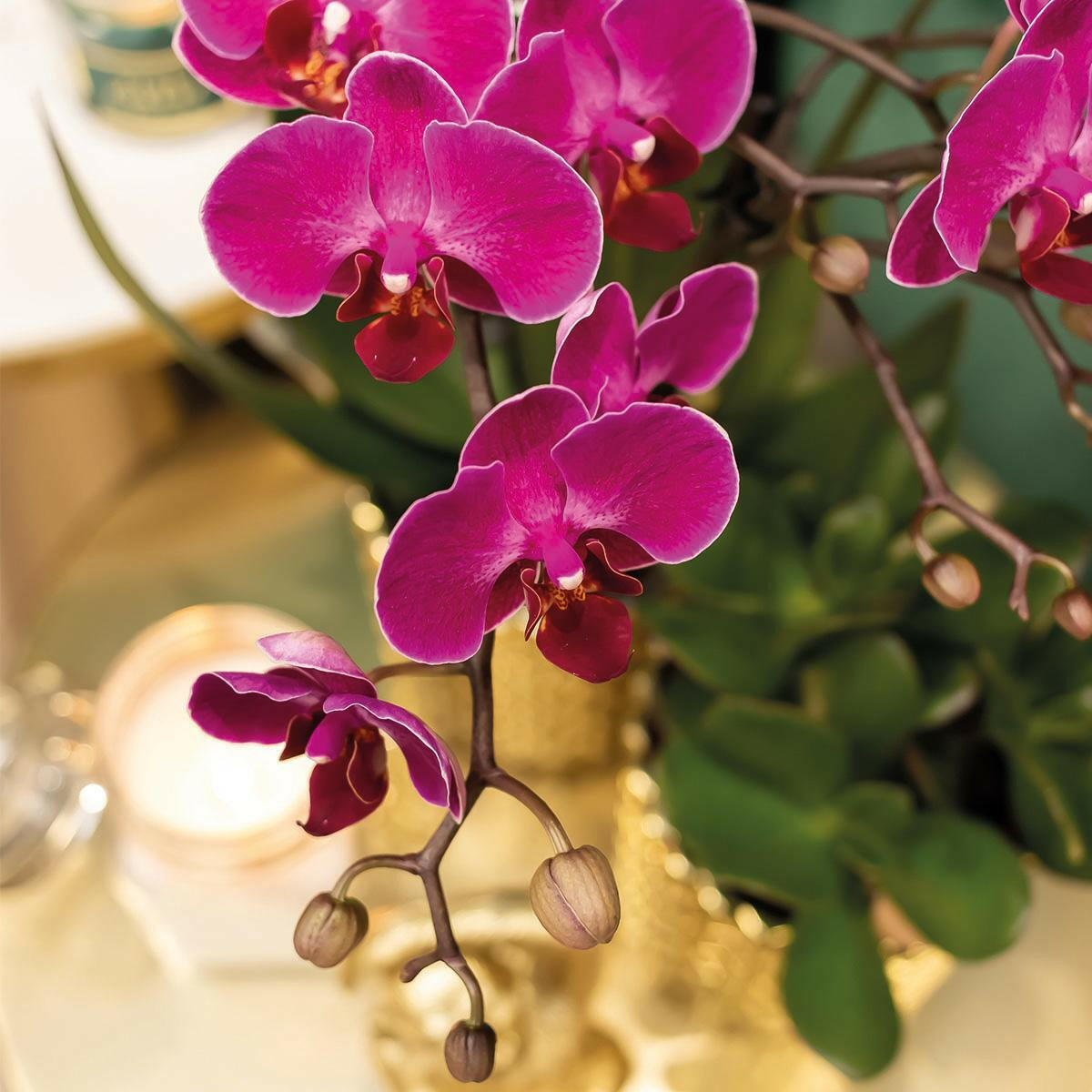 Phalaenopsis Paarse Orchidee Morelia in Gouden Diamond Sierpot - ↕35cm - Ø9 - Sierplantenshop