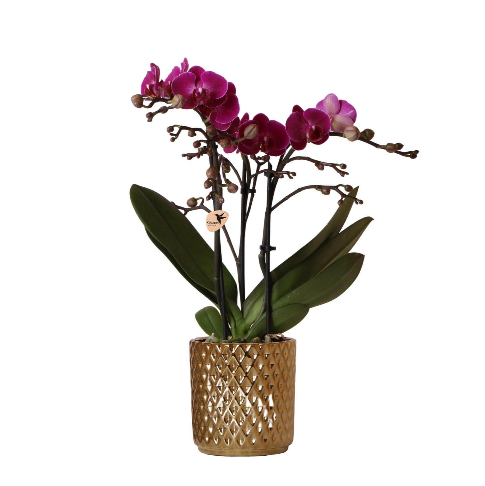Phalaenopsis Paarse Orchidee Morelia in Gouden Diamond Sierpot - ↕35cm - Ø9 - Sierplantenshop