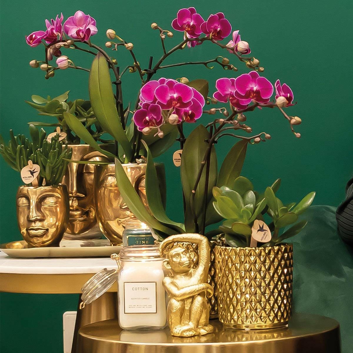 Phalaenopsis Paarse Orchidee Morelia in Gouden Diamond Sierpot - ↕35cm - Ø9 - Sierplantenshop