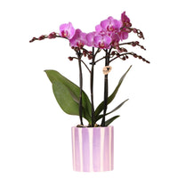 Phalaenopsis Paarse Orchidee 'Vienna' in Lila Gestreepte Pot - ↕35cm - Ø9 - Sierplantenshop