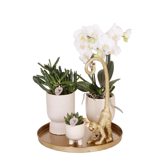 Phalaenopsis| Plantenset met witte Phalaenopsis Orchidee en Succulenten incl. keramieken sierpotten - ↕35cm - Ø9 - Sierplantenshop