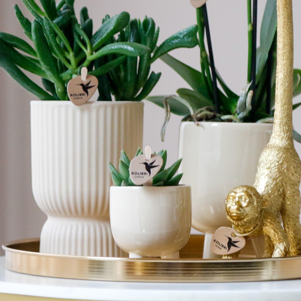 Phalaenopsis| Plantenset met witte Phalaenopsis Orchidee en Succulenten incl. keramieken sierpotten - ↕35cm - Ø9 - Sierplantenshop