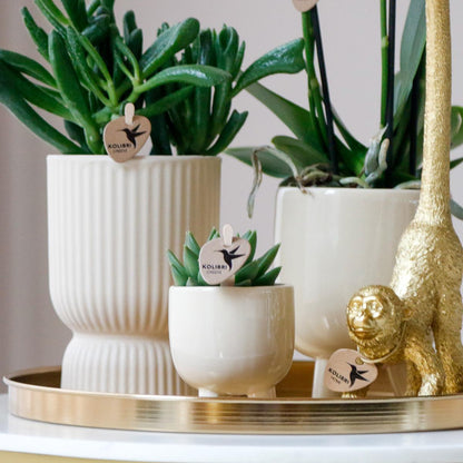 Phalaenopsis| Plantenset met witte Phalaenopsis Orchidee en Succulenten incl. keramieken sierpotten - ↕35cm - Ø9 - Sierplantenshop
