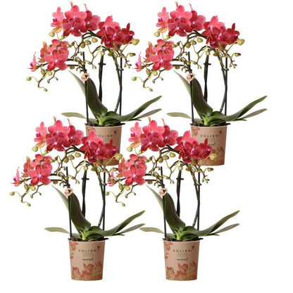 Phalaenopsis Rode Orchidee Congo - Elegante Sierplant in - ↕35cm - Ø9 - Sierplantenshop