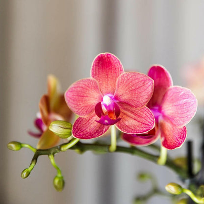 Phalaenopsis Rode Orchidee Congo - Elegante Sierplant in - ↕35cm - Ø9 - Sierplantenshop