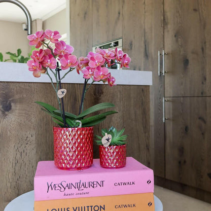 Phalaenopsis Rode Orchidee Congo in Diamond Pearl Pot - ↕35cm - Ø9 - Sierplantenshop