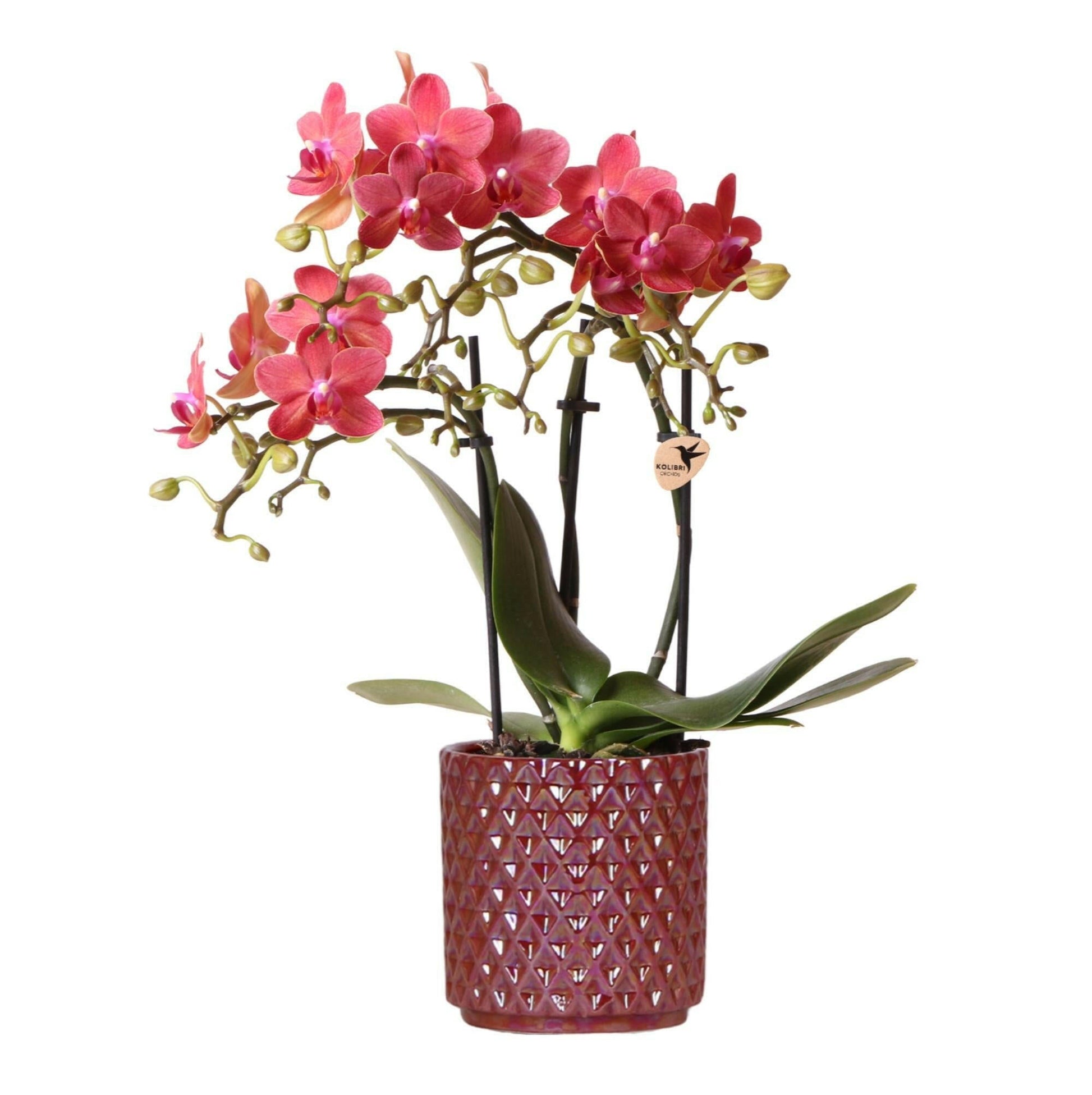 Phalaenopsis Rode Orchidee Congo in Diamond Pearl Pot - ↕35cm - Ø9 - Sierplantenshop