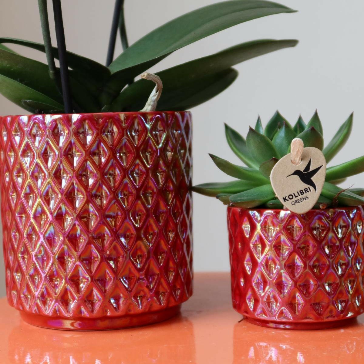 Phalaenopsis Rode Orchidee Congo in Diamond Pearl Pot - ↕35cm - Ø9 - Sierplantenshop