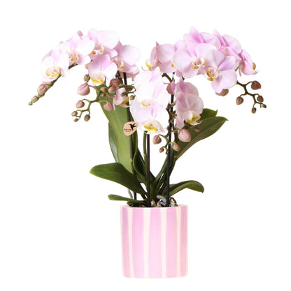 Phalaenopsis Roze Orchidee ‘Portugal’ in Painted Stripe Pot - ↕35cm - Ø9 - Sierplantenshop