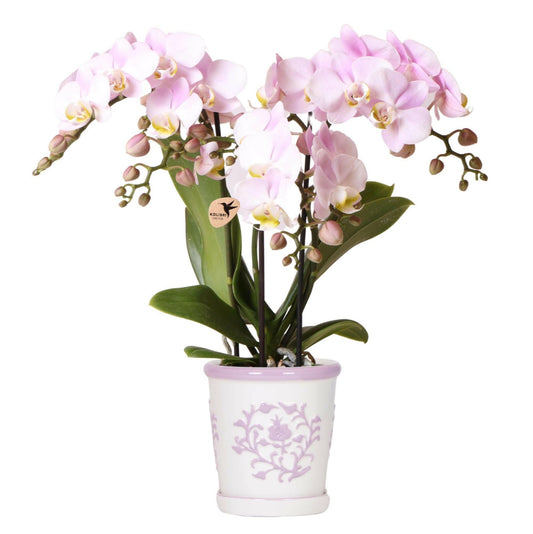 Phalaenopsis roze orchidee Portugal + Malaga sierpot roze - ↕35cm - Ø9 - Sierplantenshop