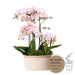 Phalaenopsis Roze Orchidee Set met Cotton Basket Inclusief Drie Orchideeën en Drie Rhipsalis Planten - ↕35cm - Ø9 - Sierplantenshop