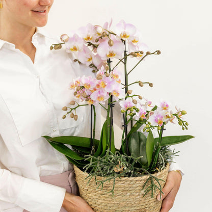 Phalaenopsis Roze Orchidee Set met Cotton Basket Inclusief Drie Orchideeën en Drie Rhipsalis Planten - ↕35cm - Ø9 - Sierplantenshop