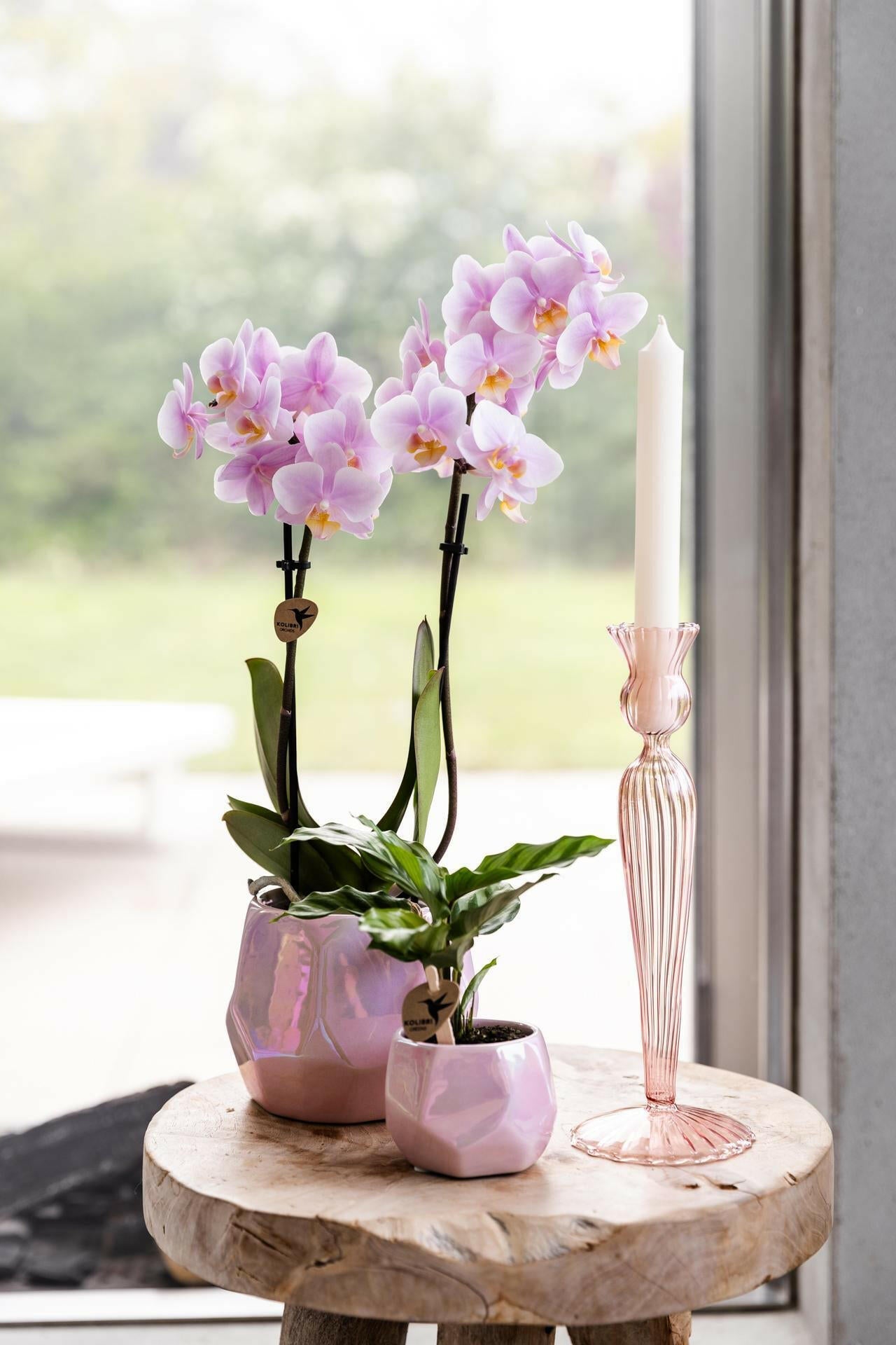 Phalaenopsis rozeOrchidee - Andorra - ↕35cm - Ø9 - Sierplantenshop