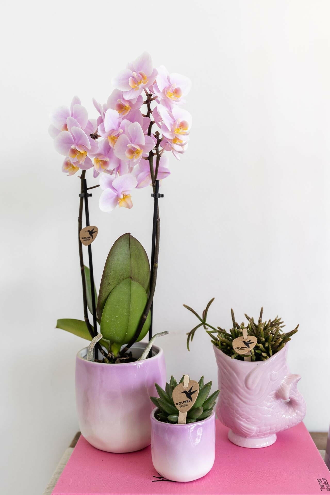 Phalaenopsis rozeOrchidee - Andorra - ↕35cm - Ø9 - Sierplantenshop