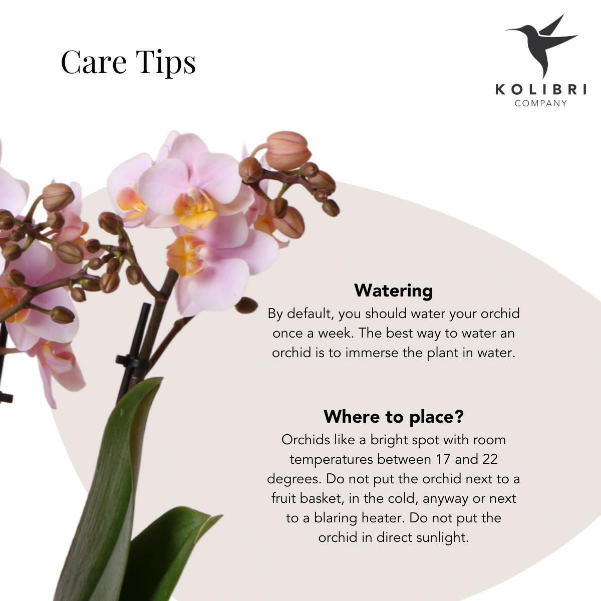 Phalaenopsis rozeOrchidee - Andorra - ↕35cm - Ø9 - Sierplantenshop