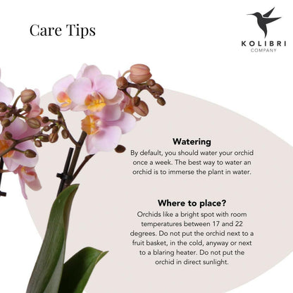 Phalaenopsis rozeOrchidee - Andorra - ↕35cm - Ø9 - Sierplantenshop