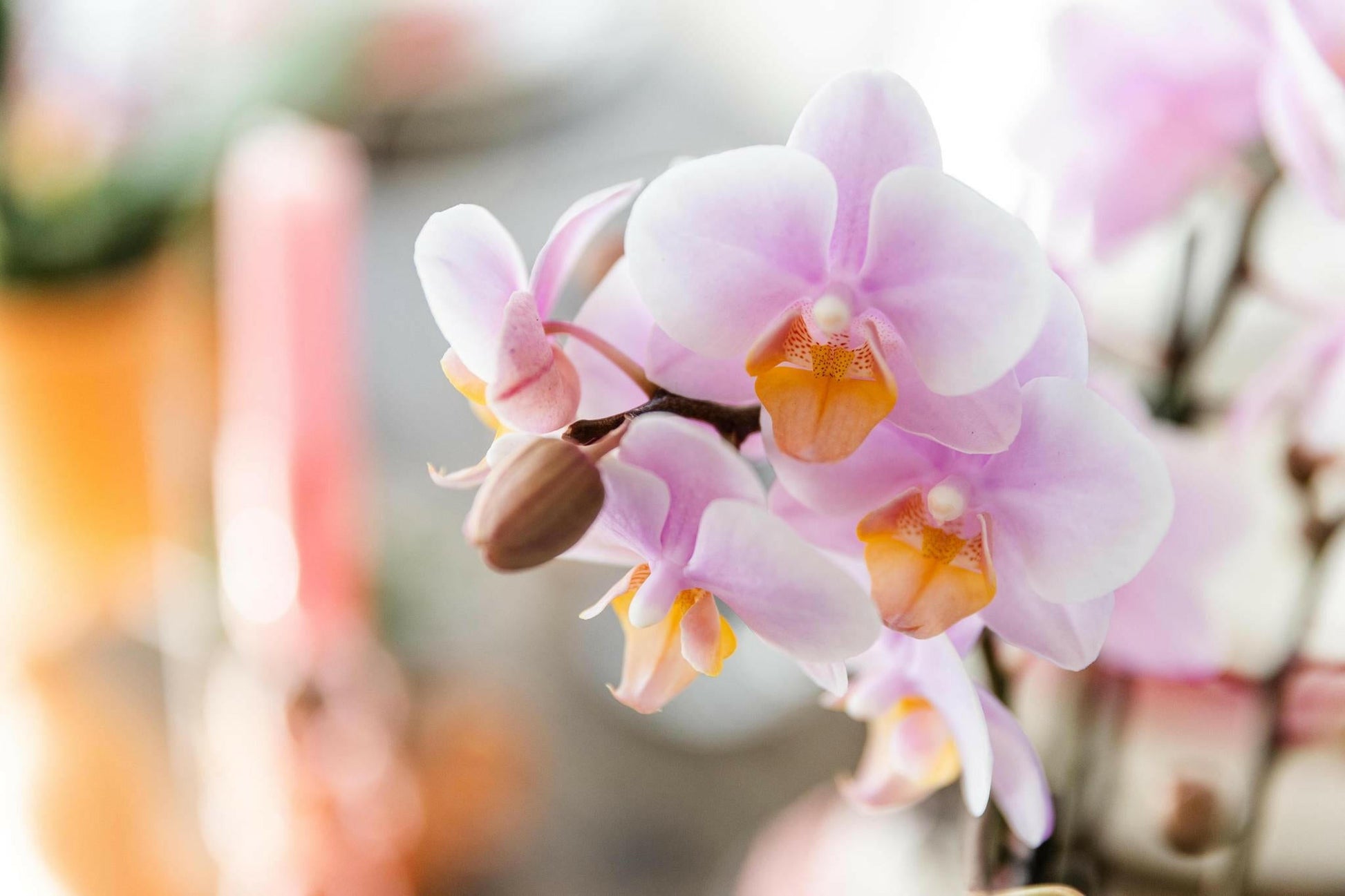 Phalaenopsis rozeOrchidee - Andorra - ↕35cm - Ø9 - Sierplantenshop