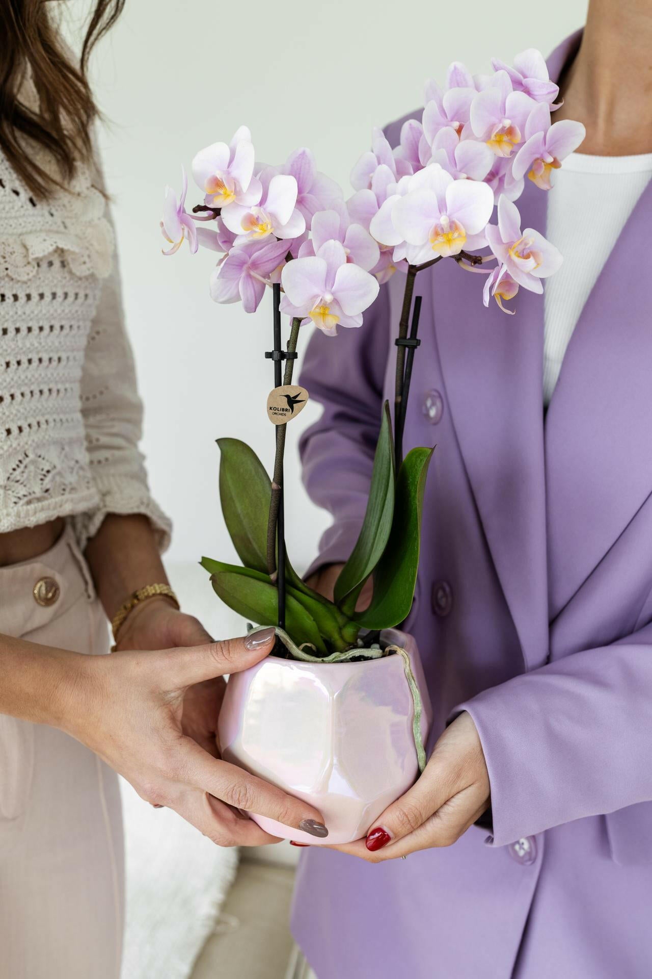 Phalaenopsis rozeOrchidee - Andorra - ↕35cm - Ø9 - Sierplantenshop