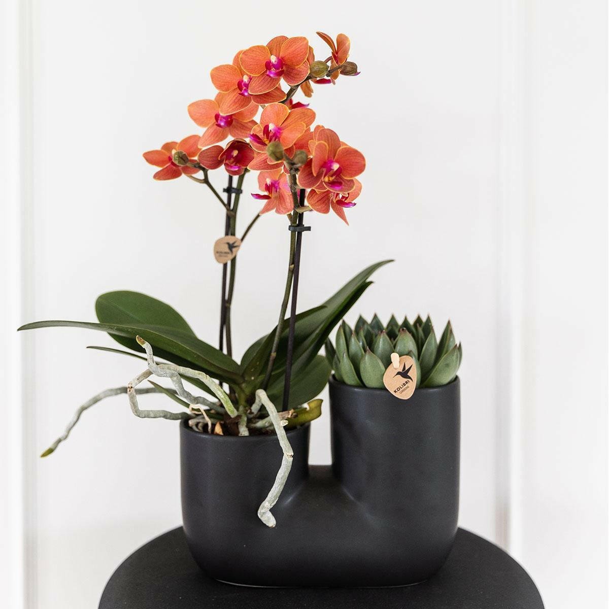 Phalaenopsis Set van oranje orchidee Bolzano en succulent in Tube sierpot black - ↕35cm - Ø9 - Sierplantenshop