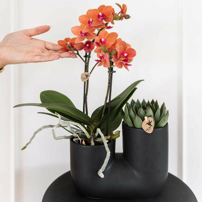 Phalaenopsis Set van oranje orchidee Bolzano en succulent in Tube sierpot black - ↕35cm - Ø9 - Sierplantenshop