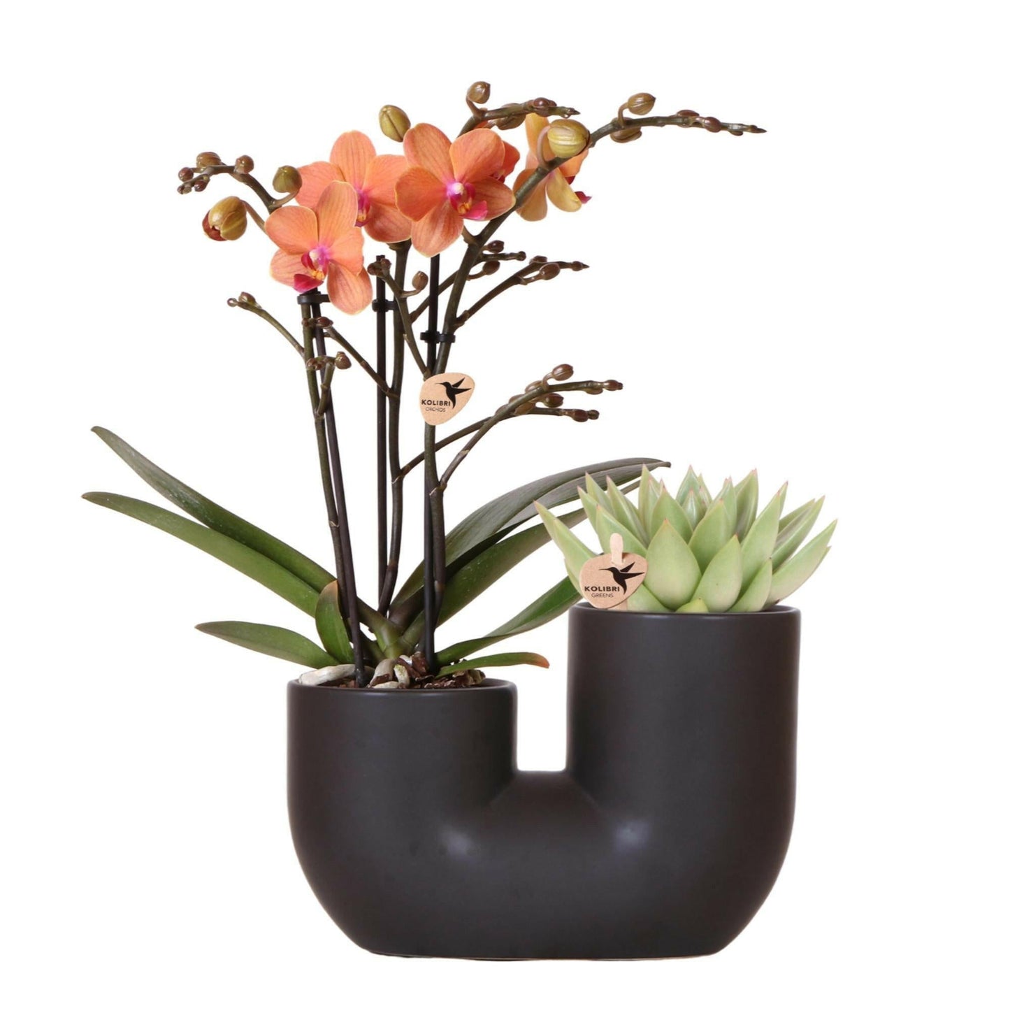 Phalaenopsis Set van oranje orchidee Bolzano en succulent in Tube sierpot black - ↕35cm - Ø9 - Sierplantenshop