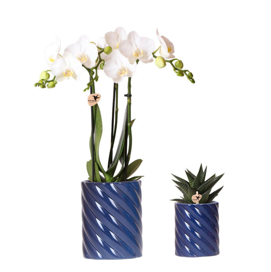 Phalaenopsis Set van witte orchidee Amabilis en succulent in Candy sierpotten blauw - ↕35cm - Ø9 - Sierplantenshop