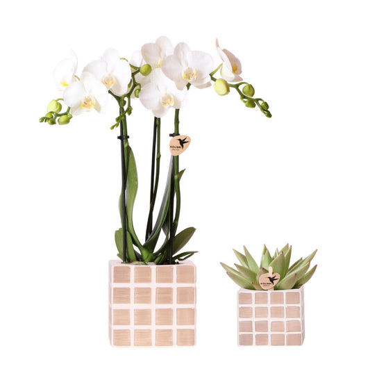 Phalaenopsis Set van witte orchidee Amabilis en succulent in Mosa sierpotten bruin - ↕35cm - Ø9 - Sierplantenshop