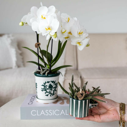 Phalaenopsis Set van witte orchidee Amabilis in Malaga pot en succulent in Painted Stripe pot groen - ↕35cm - Ø9 - Sierplantenshop