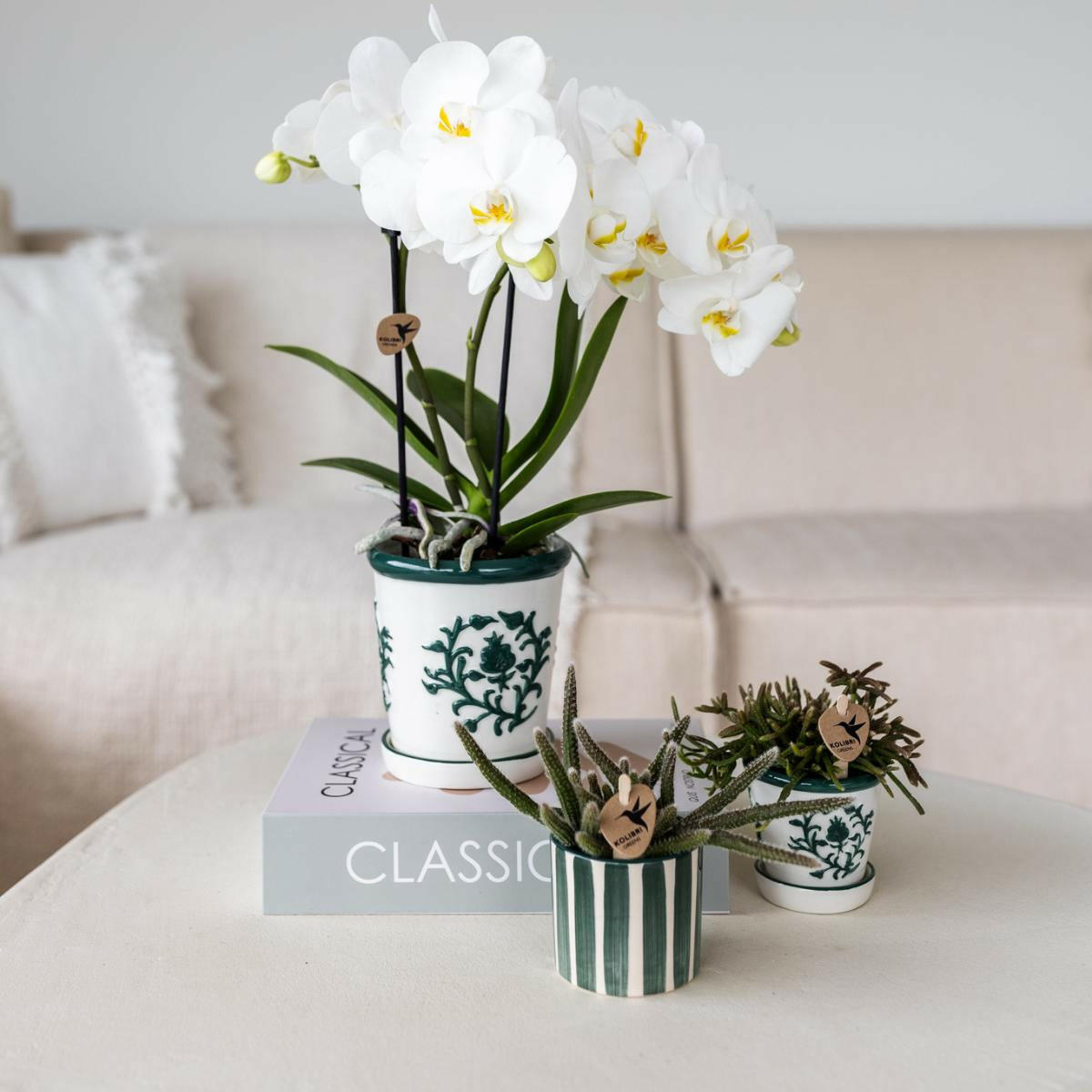 Phalaenopsis Set van witte orchidee Amabilis in Malaga pot en succulent in Painted Stripe pot groen - ↕35cm - Ø9 - Sierplantenshop